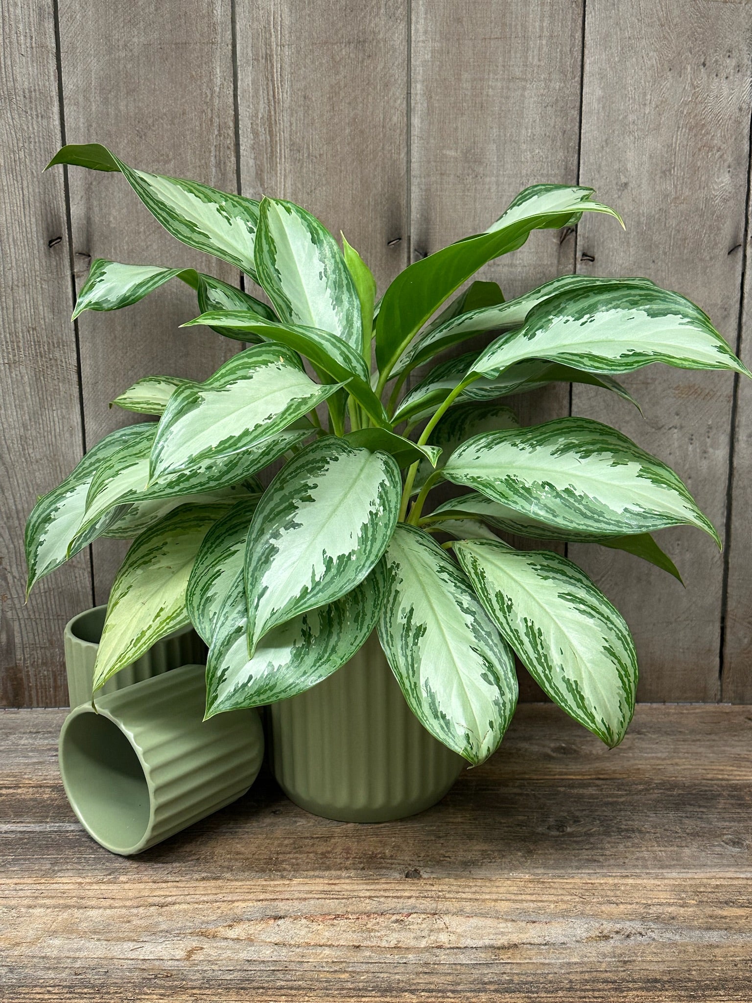 8+ Sympathy Plant Chinese Evergreen | Sympathy Plant Delivery – Flowers by Jackie Lakeport
