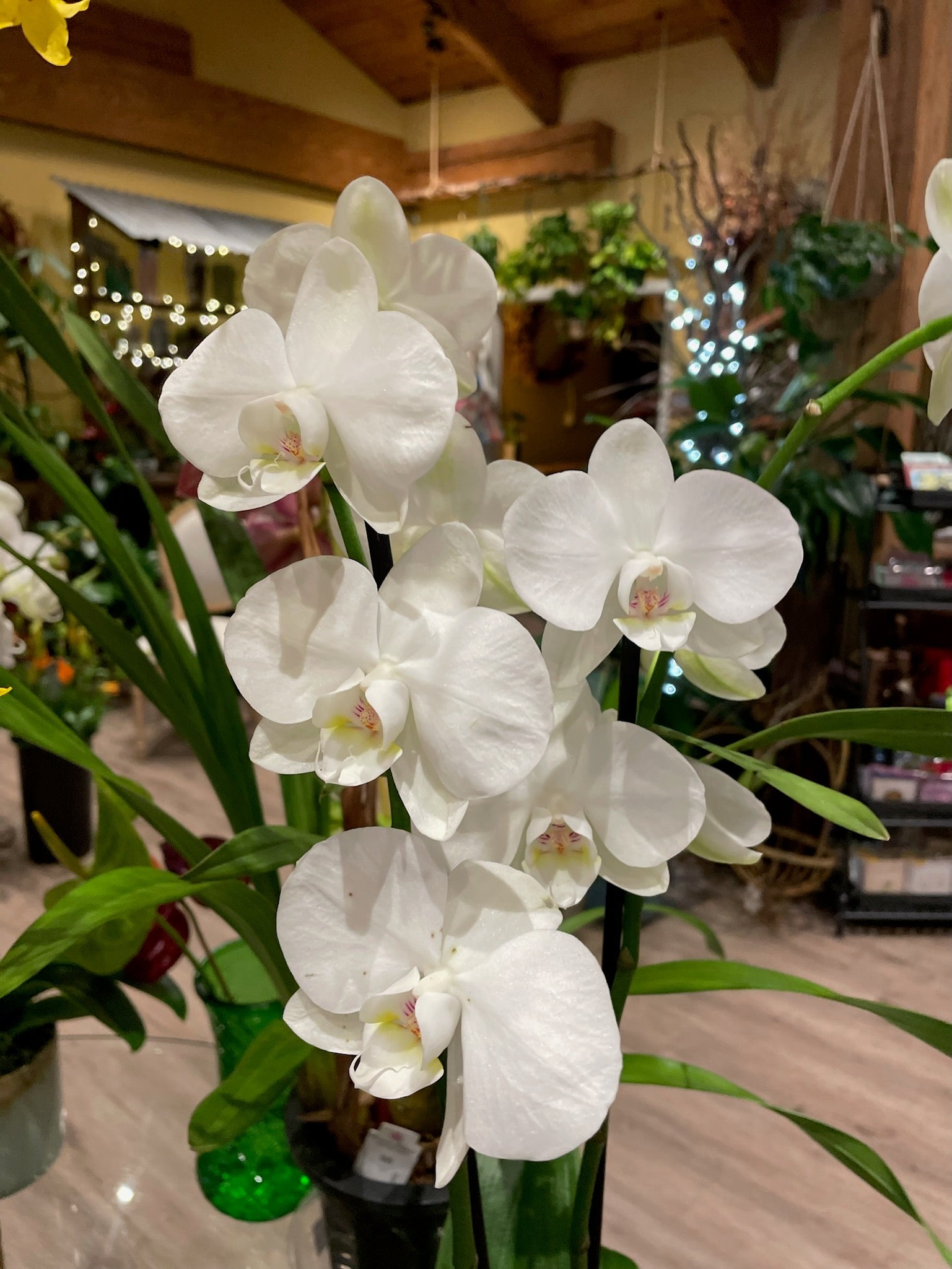 Stunning Orchid Plant, Uniquely Designed Subscriptions