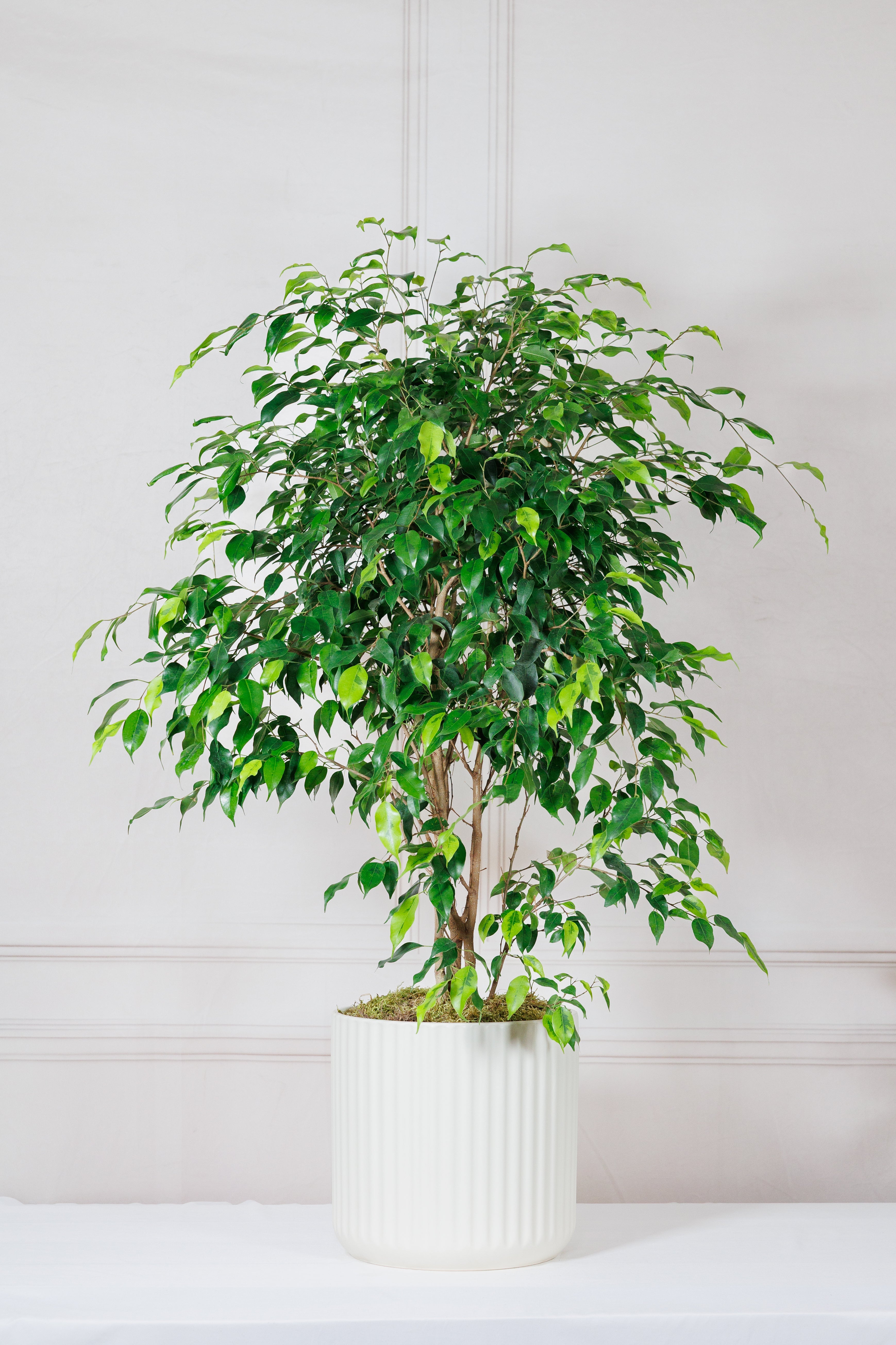 Top Ten Air-Purifying Plants
