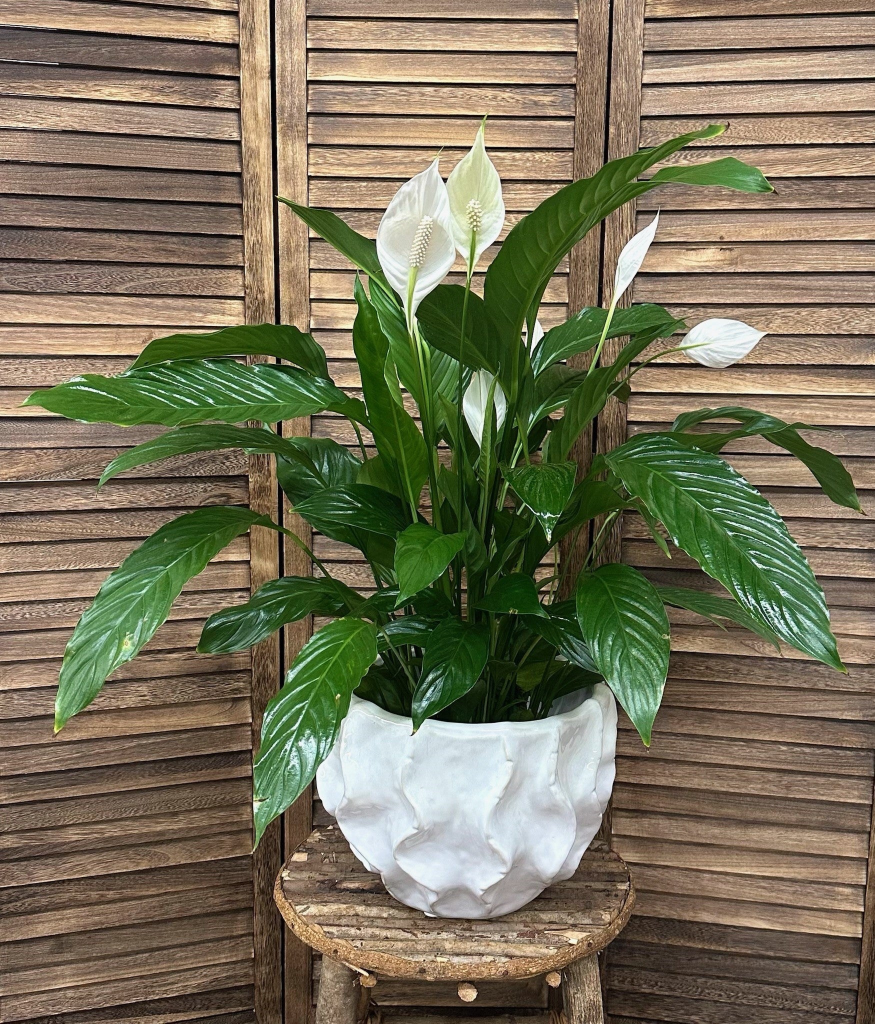 Top Ten Air-Purifying Plants