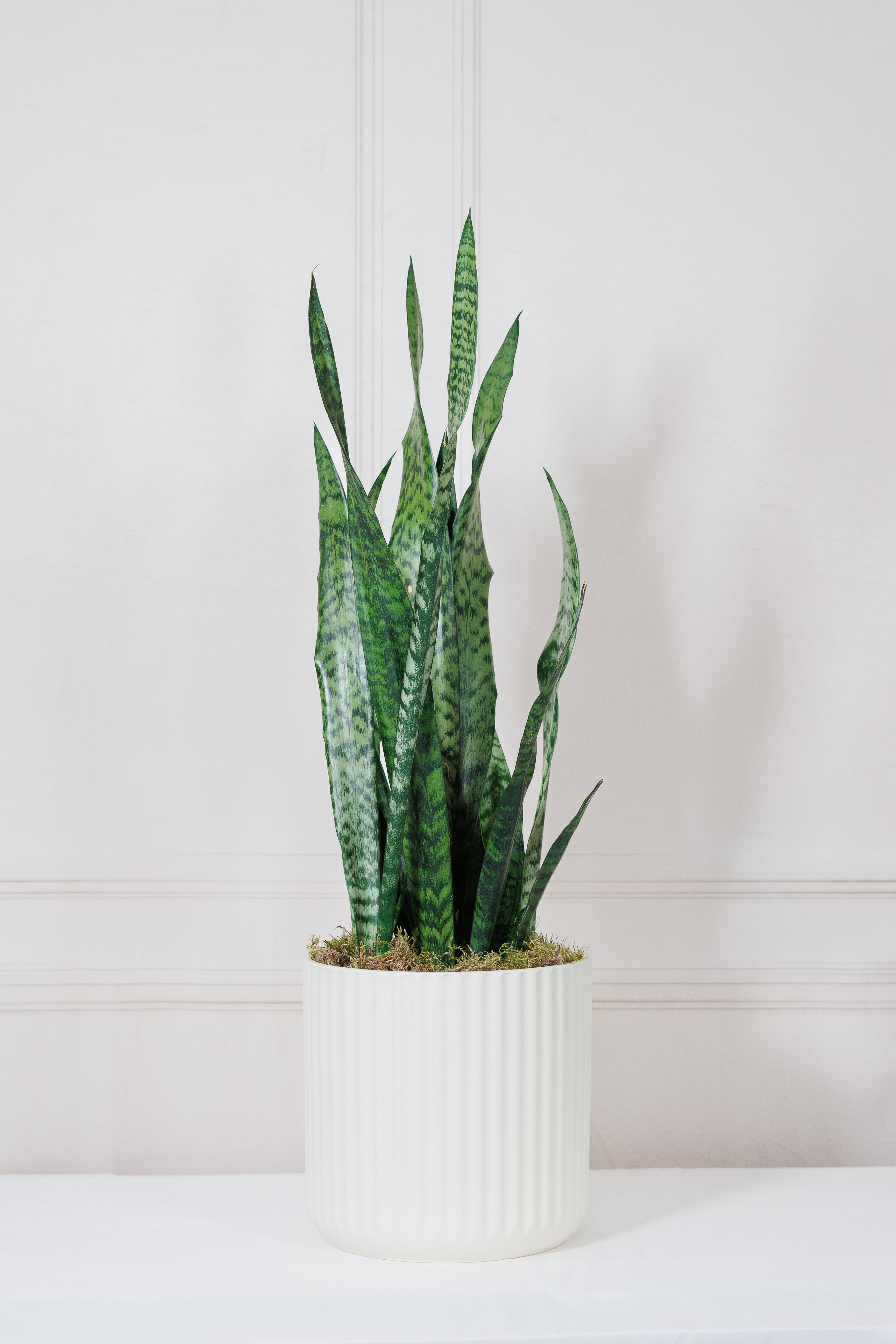 Low Light House Plants