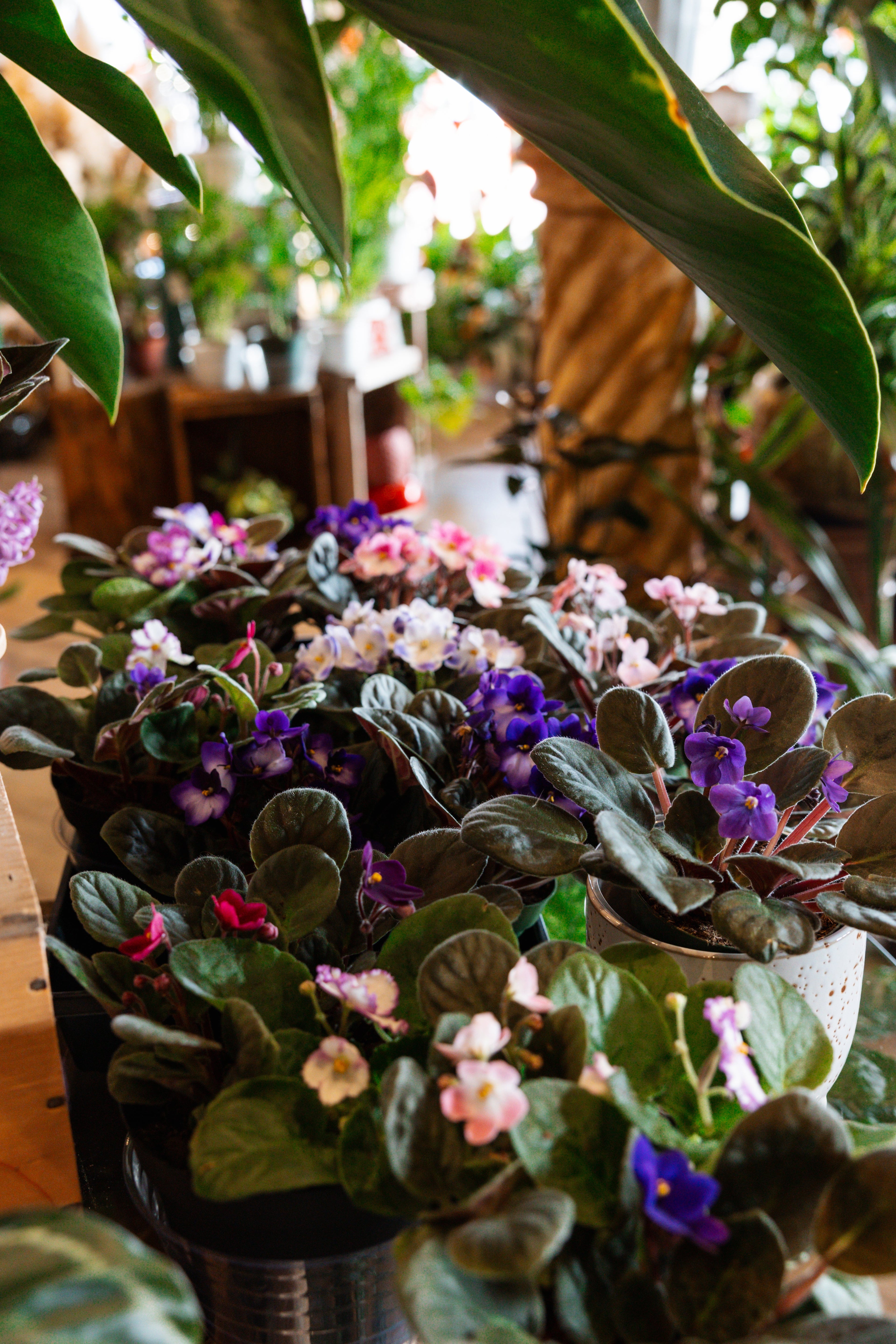 Pet Friendly Flowers and Plants