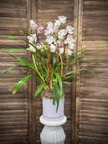 Cymbidium Orchid Subscription