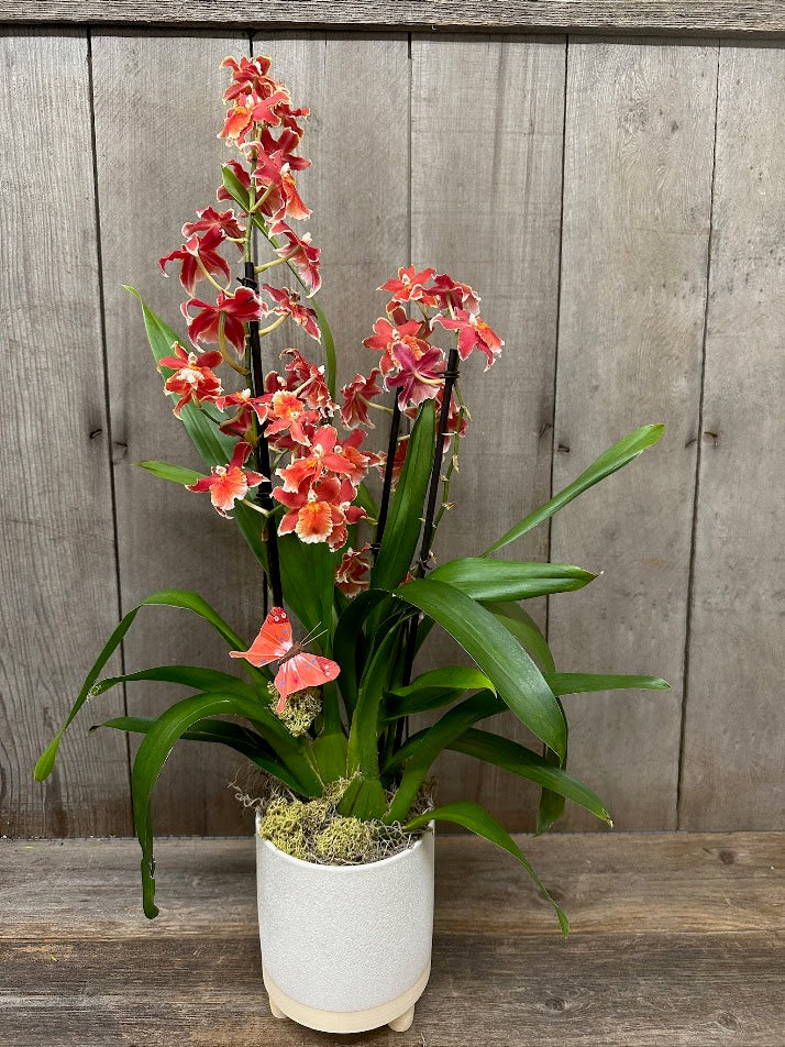 Oncidium Orchid Subscription