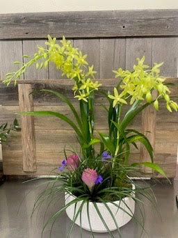 Grammatophyllum Orchid Plants with Bromeliads Subscription