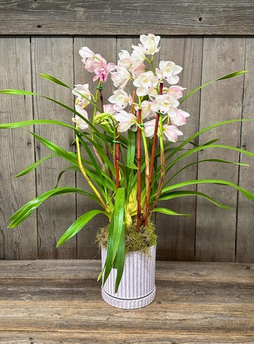 Cymbidium Orchid