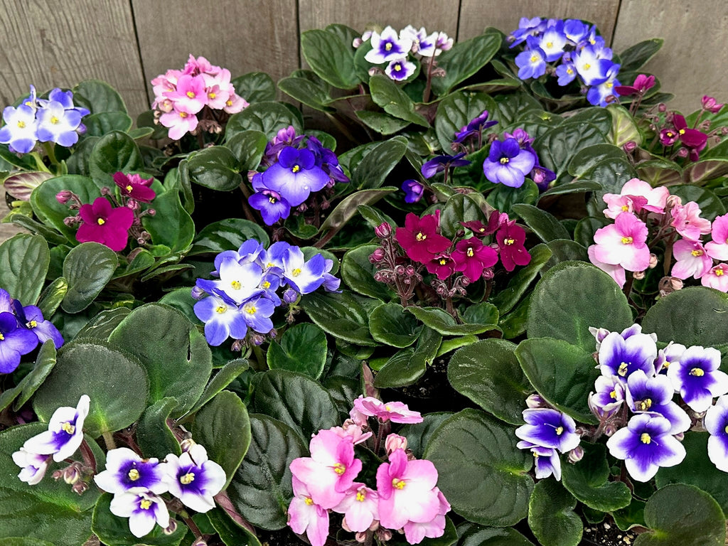 Violet F African Violets – Flowers by Jackie Lakeport