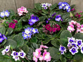 African Violets