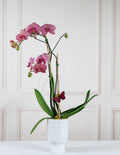 Phalaenopsis Orchid