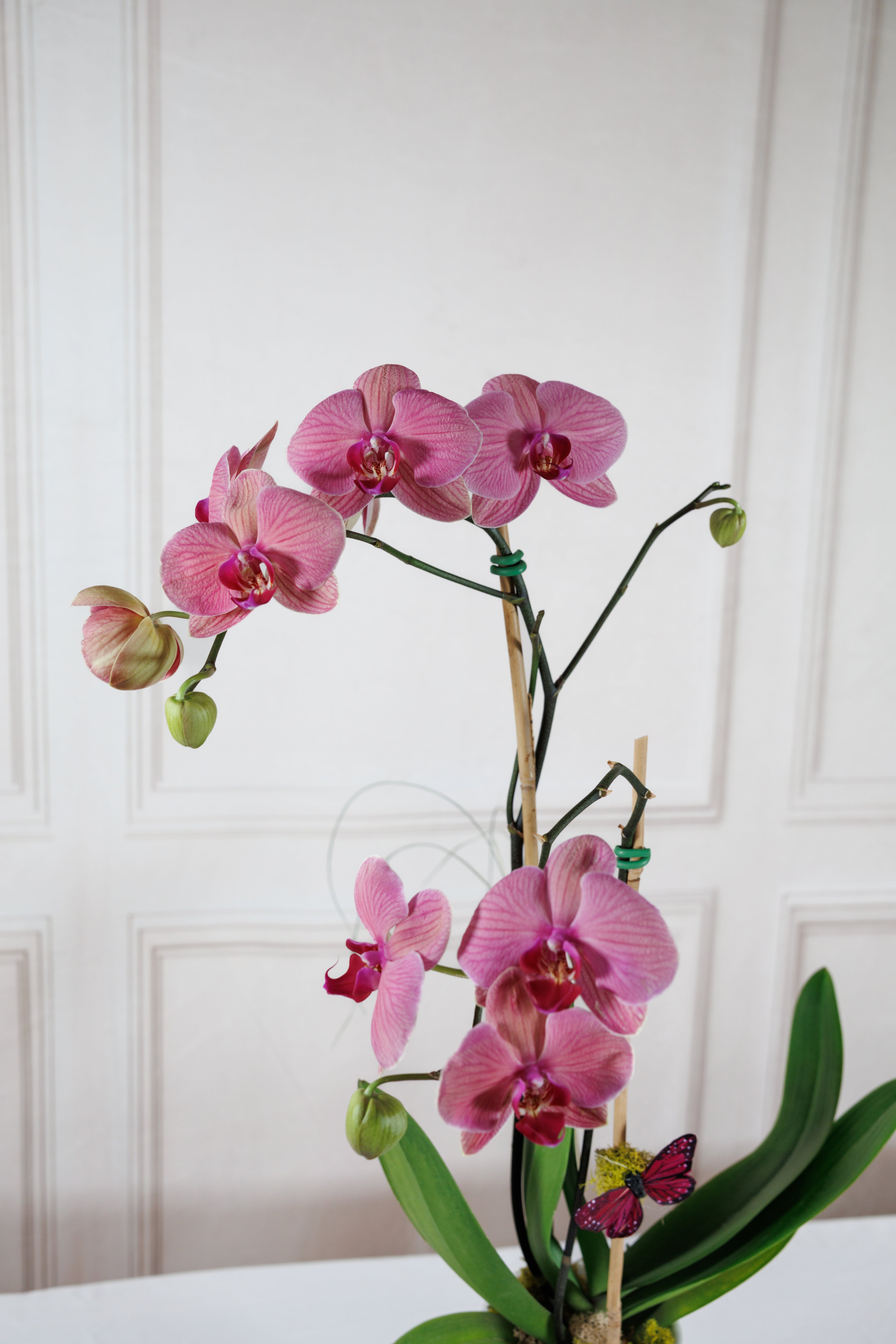 Phalaenopsis Orchid