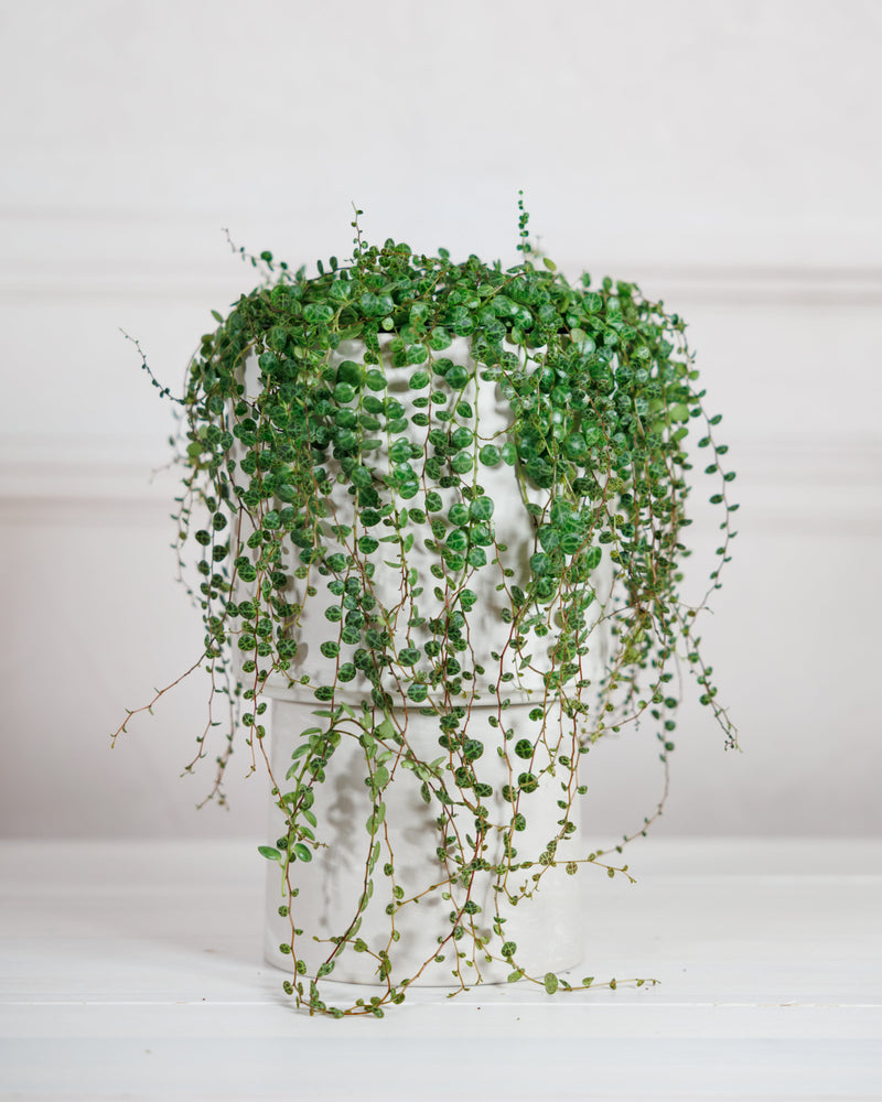String of Turtles hanging potted plant