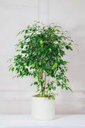 Ficus