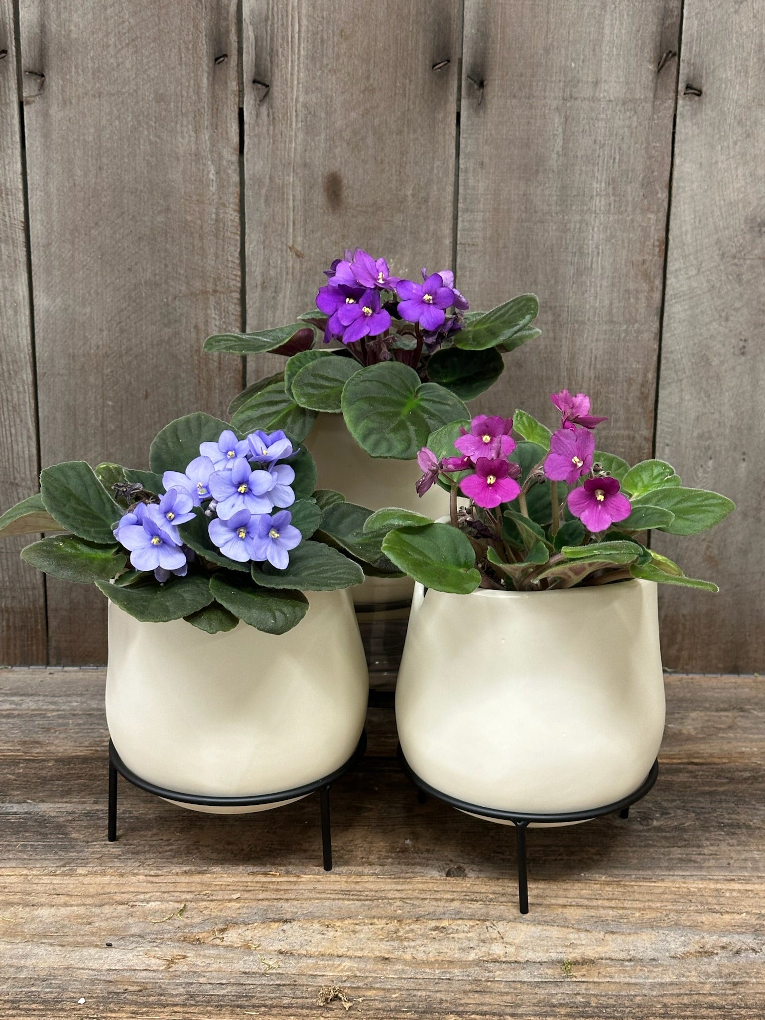 African Violets