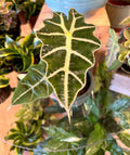 Alocasia