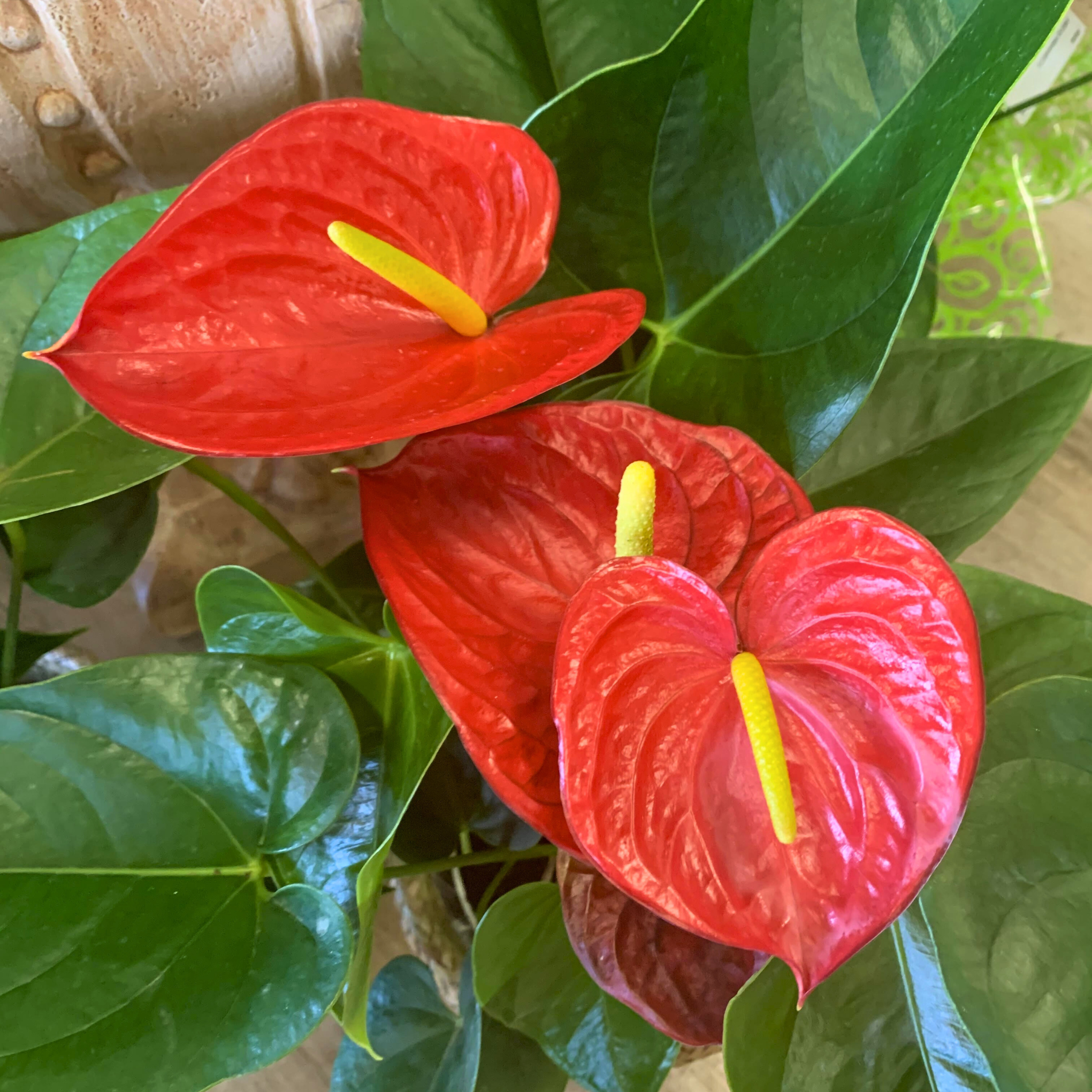 anthurium flower stamen Anthurium