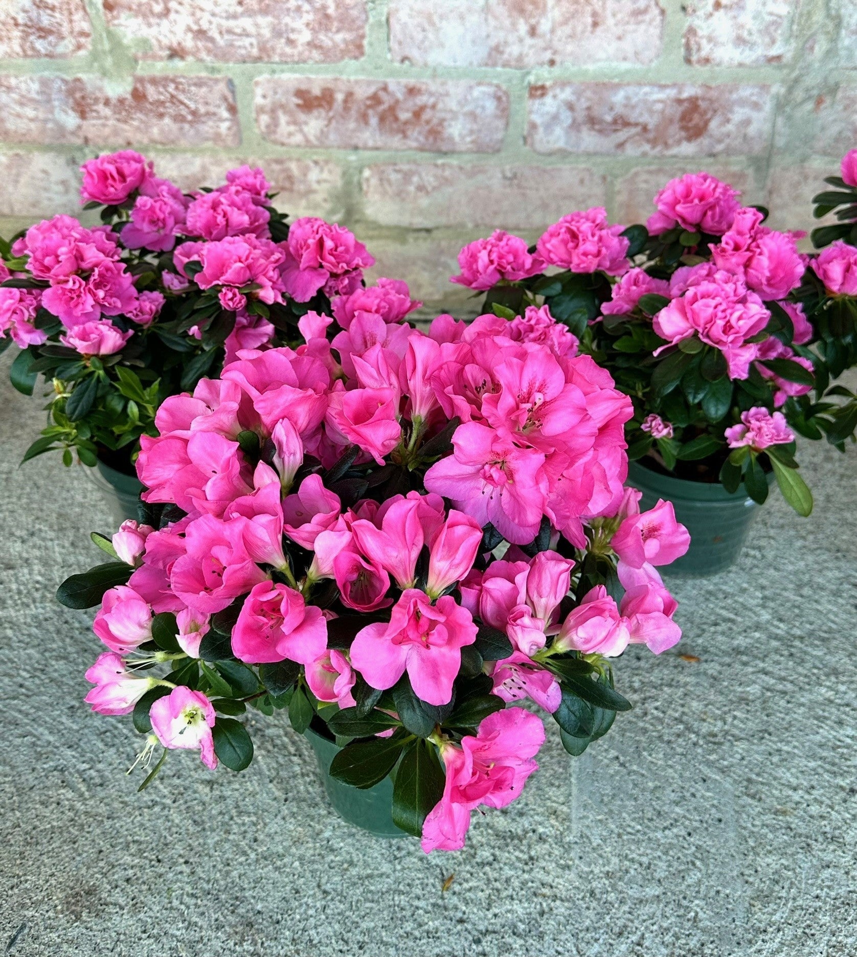 Azaleas