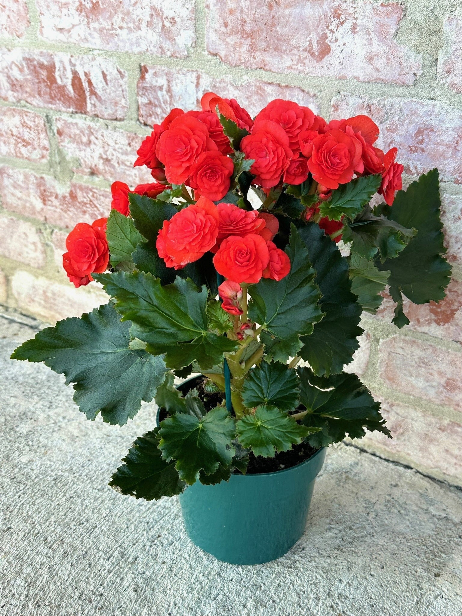 Begonia