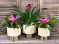 Three Bromeliad potted plants with pink flowers in white pots with gold bases