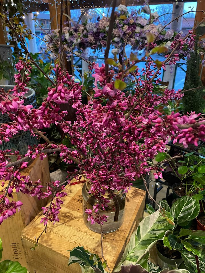 Blooming Pink Seasonal Branches