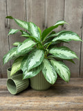 Chinese Evergreen