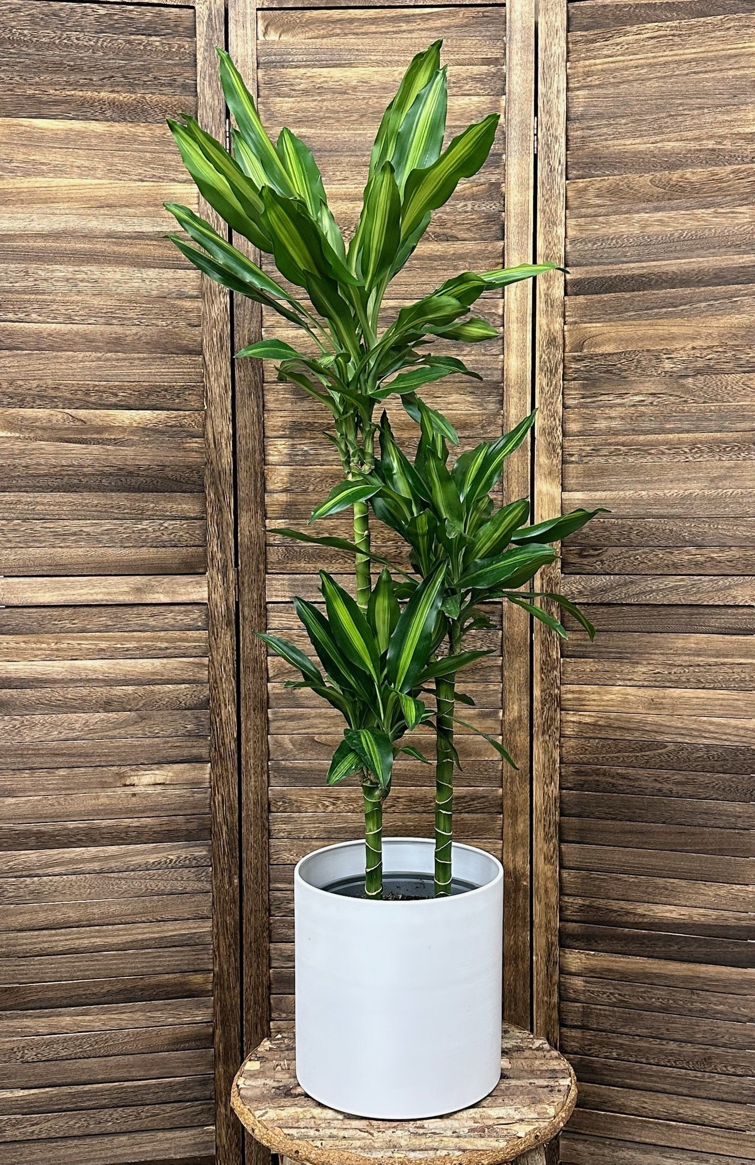 Dracaena