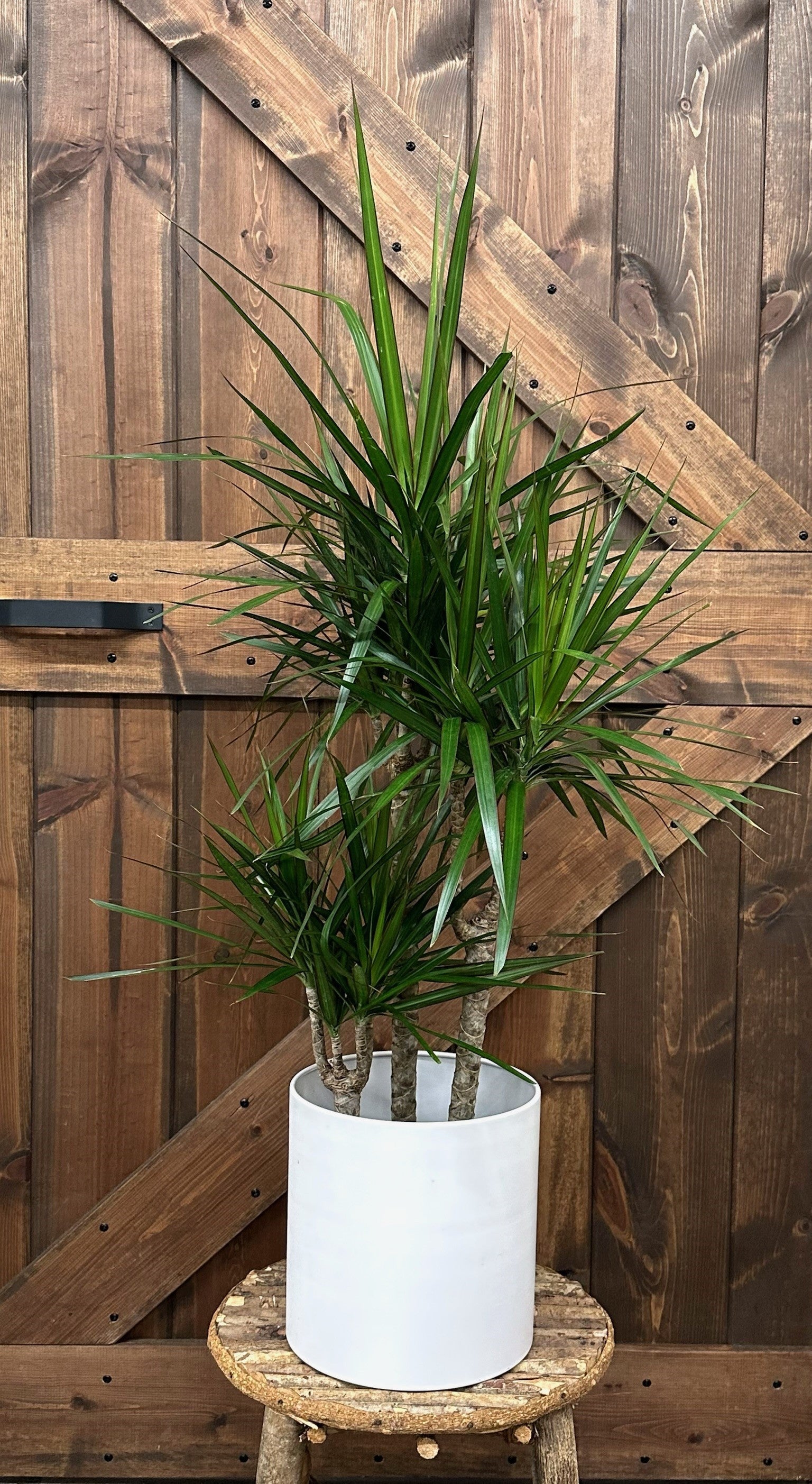 Dracaena