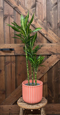 Dracaena