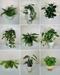 Classic Plant Membership