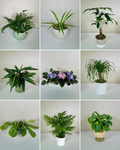 Pet Friendly Monthly Plant Membership