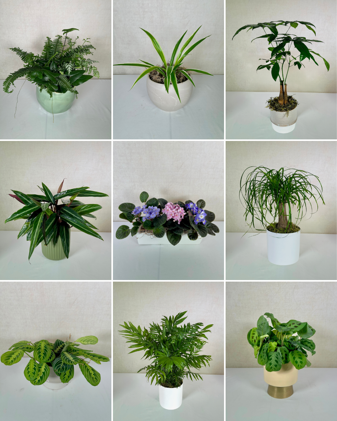 Pet Friendly Monthly Plant Membership