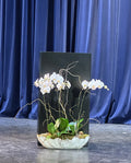 Elegant Phalaenopsis Orchids