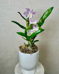 Noble Orchid