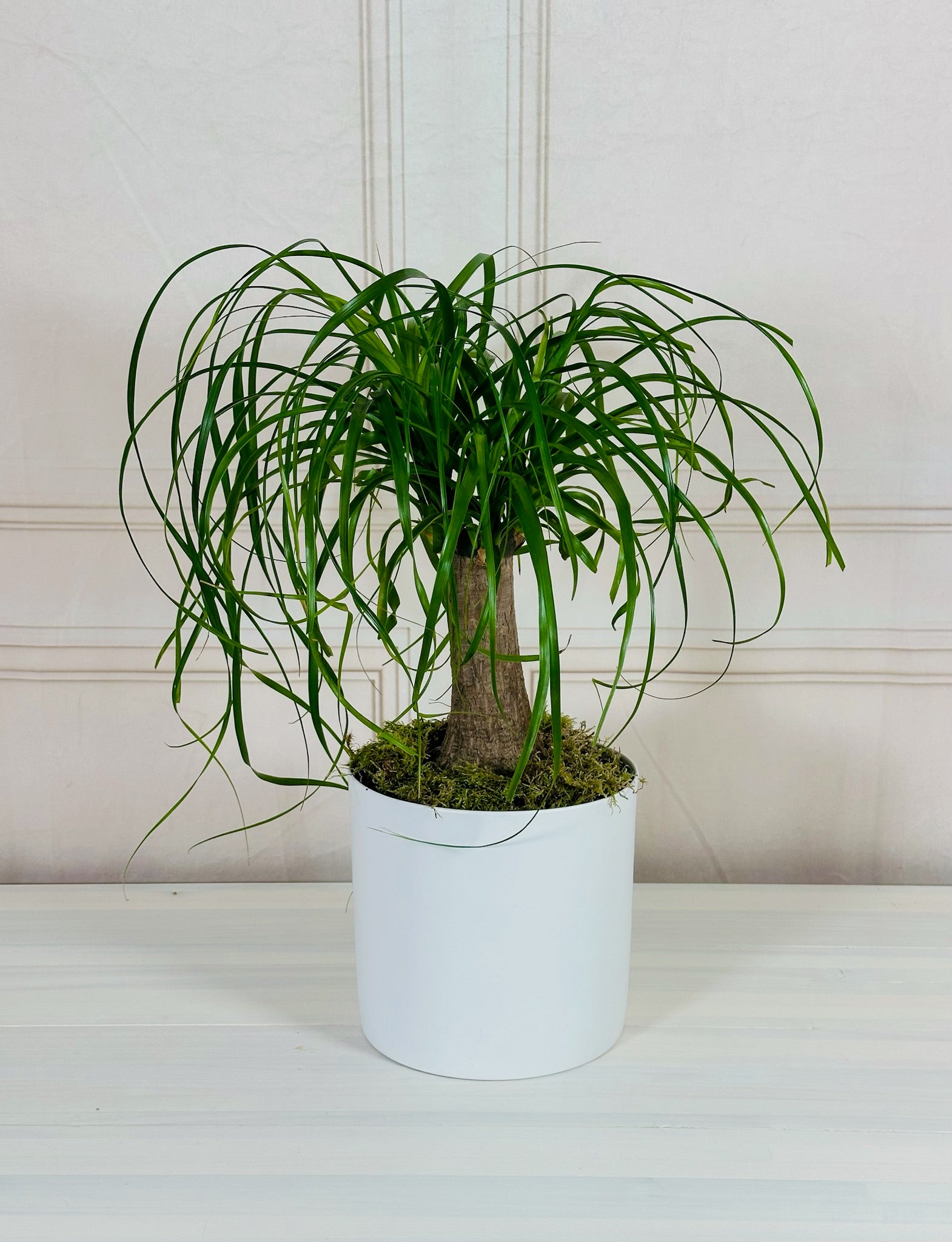 Ponytail Palm