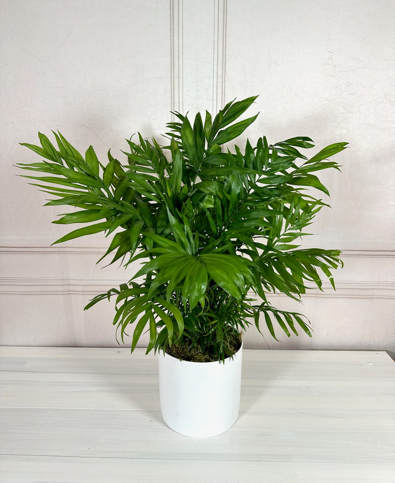 Potted Palms plant