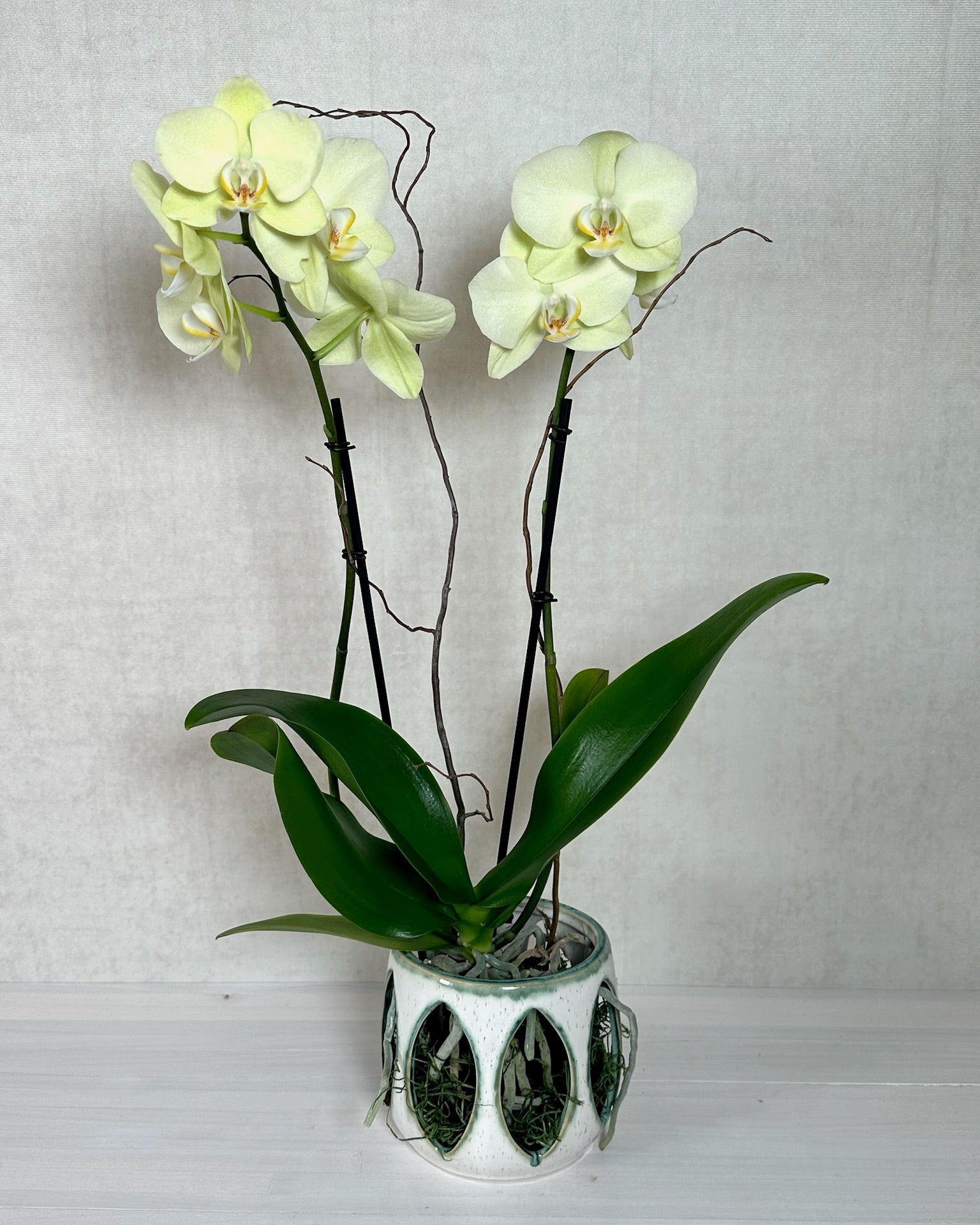 Phalaenopsis Orchid