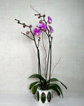 Phalaenopsis Orchid