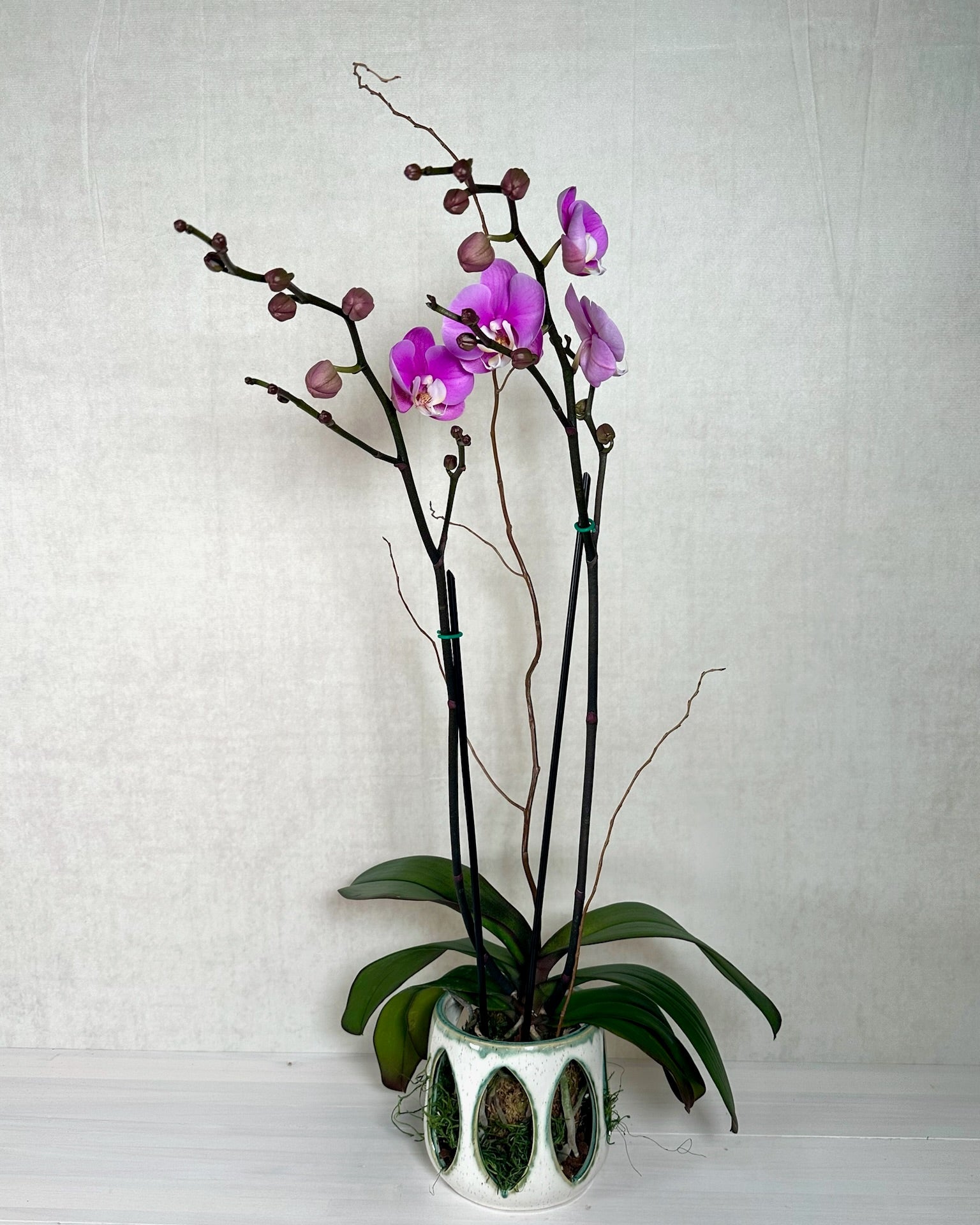 Phalaenopsis Orchid