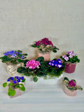 African Violets