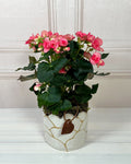 Begonia