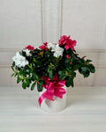 Azaleas