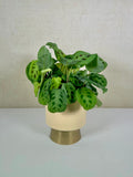 Prayer Plant | Maranta Leuconeura