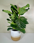 Lyrata | Fiddle Leaf Fig