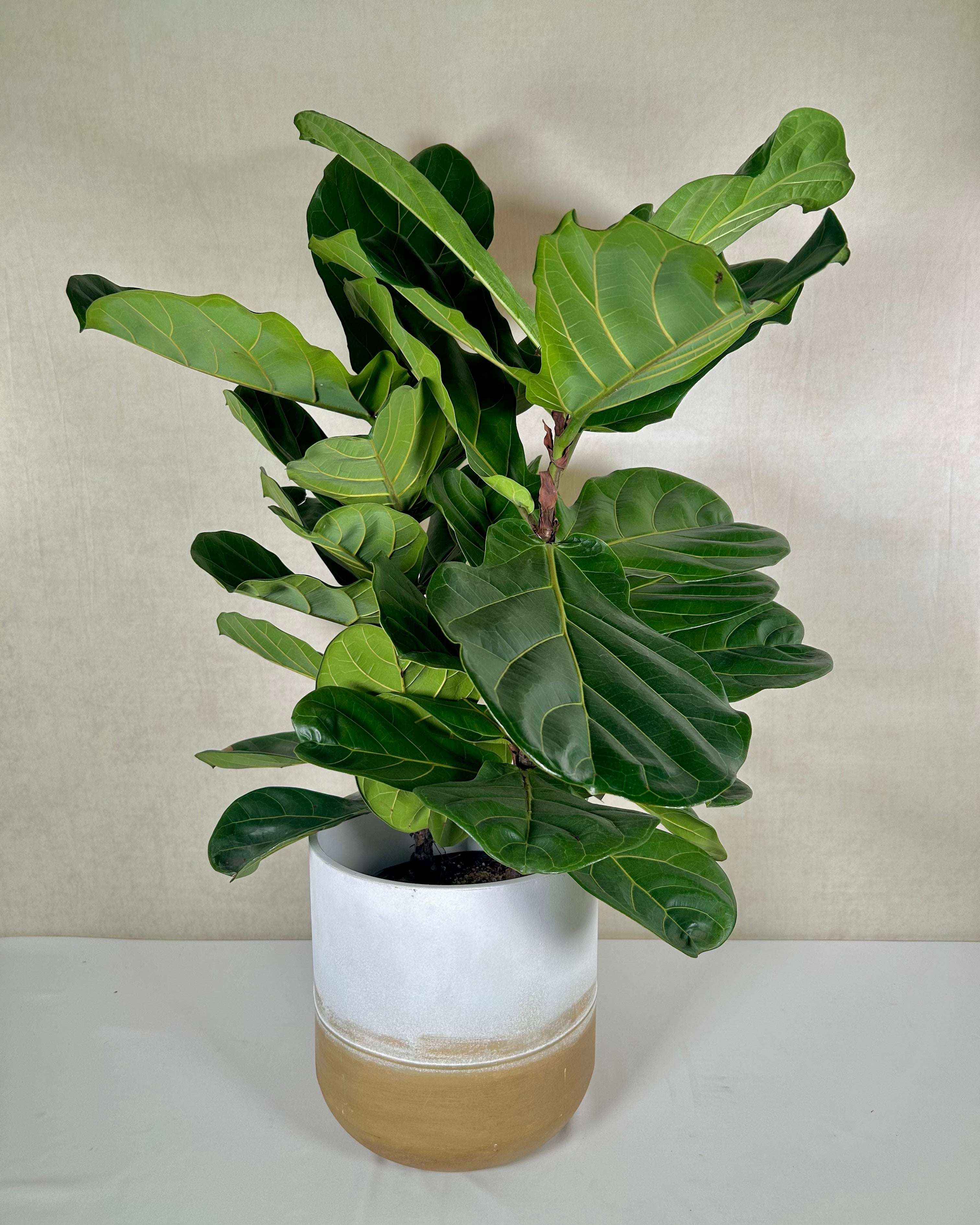 Lyrata | Fiddle Leaf Fig