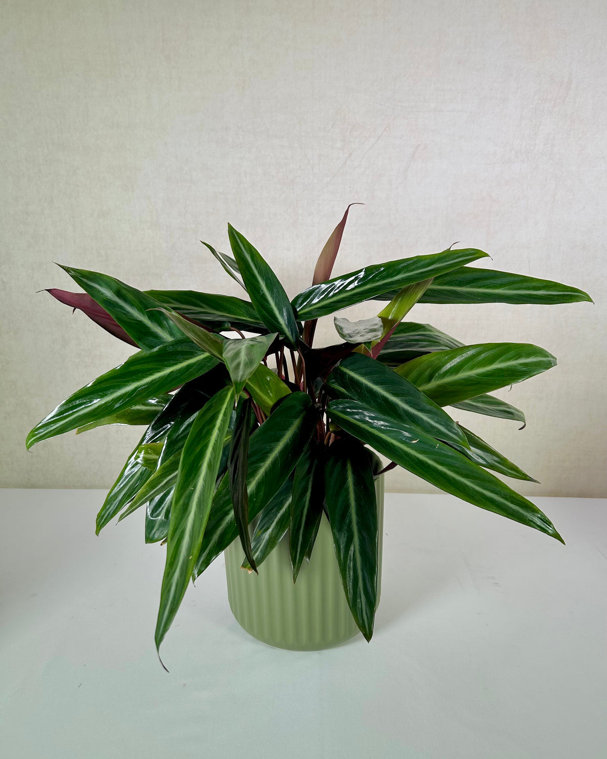Calathea