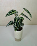 Alocasia