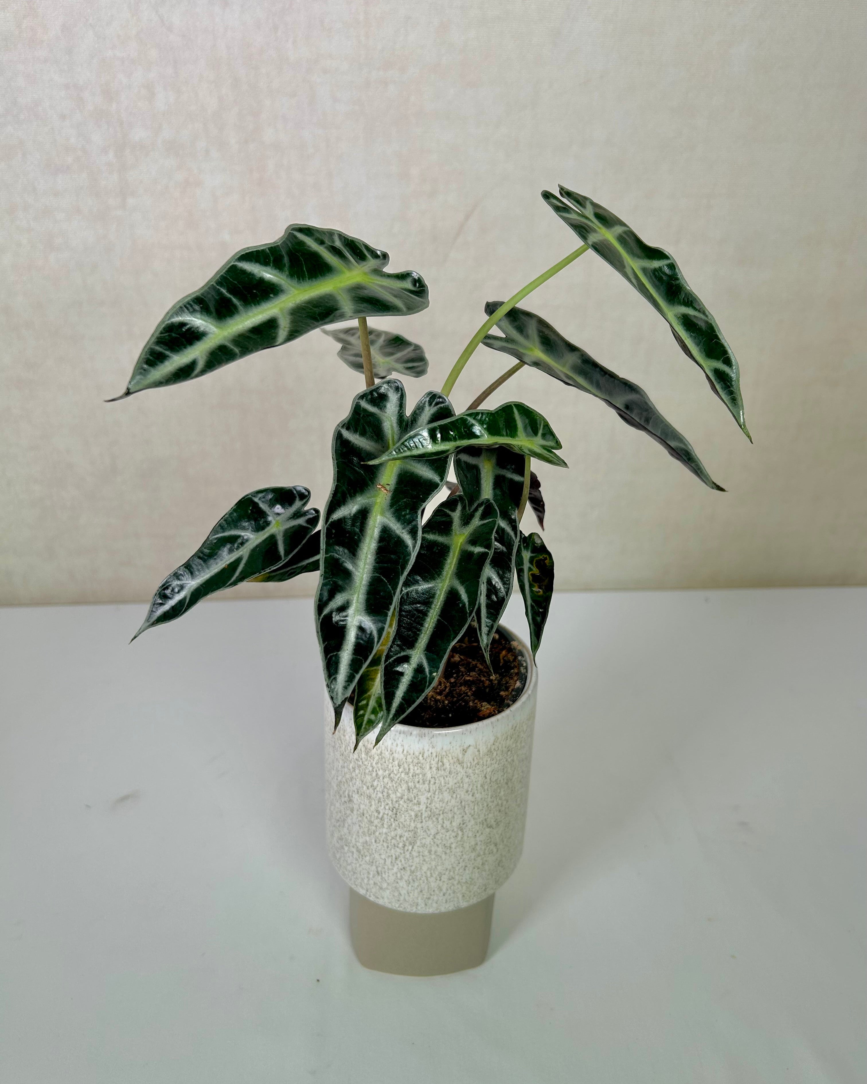 Alocasia