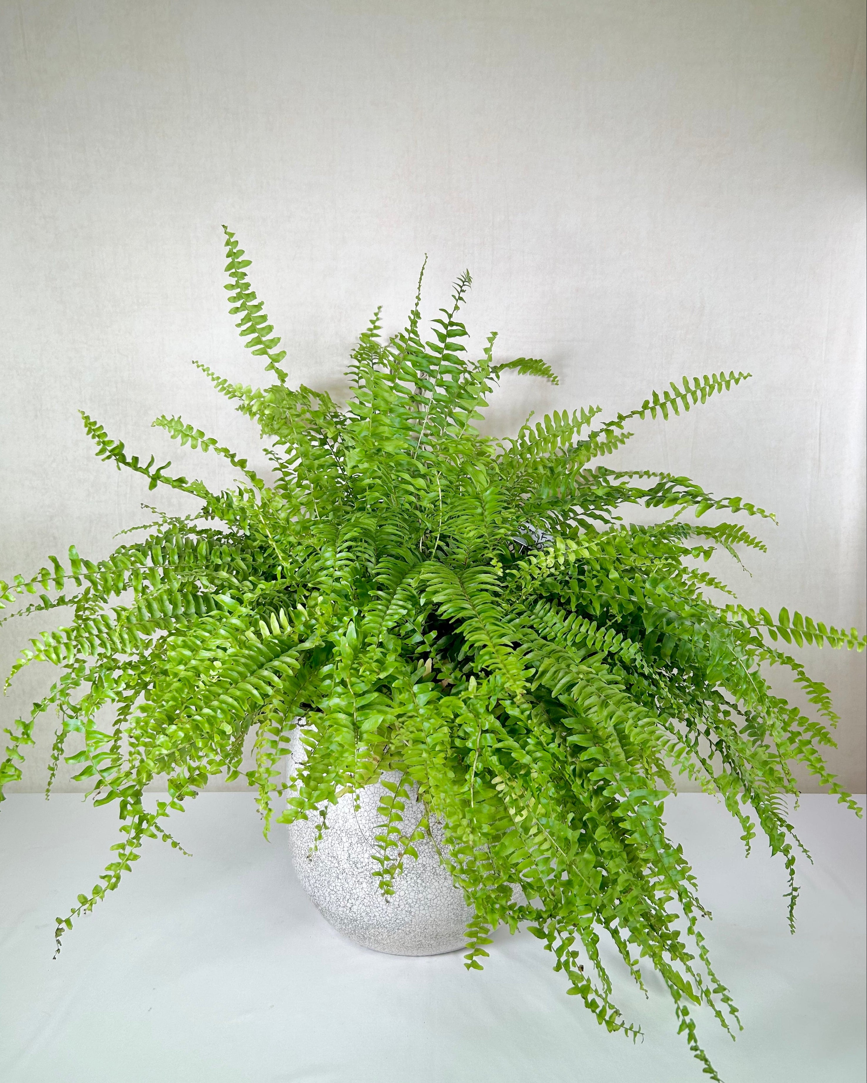 Boston Fern