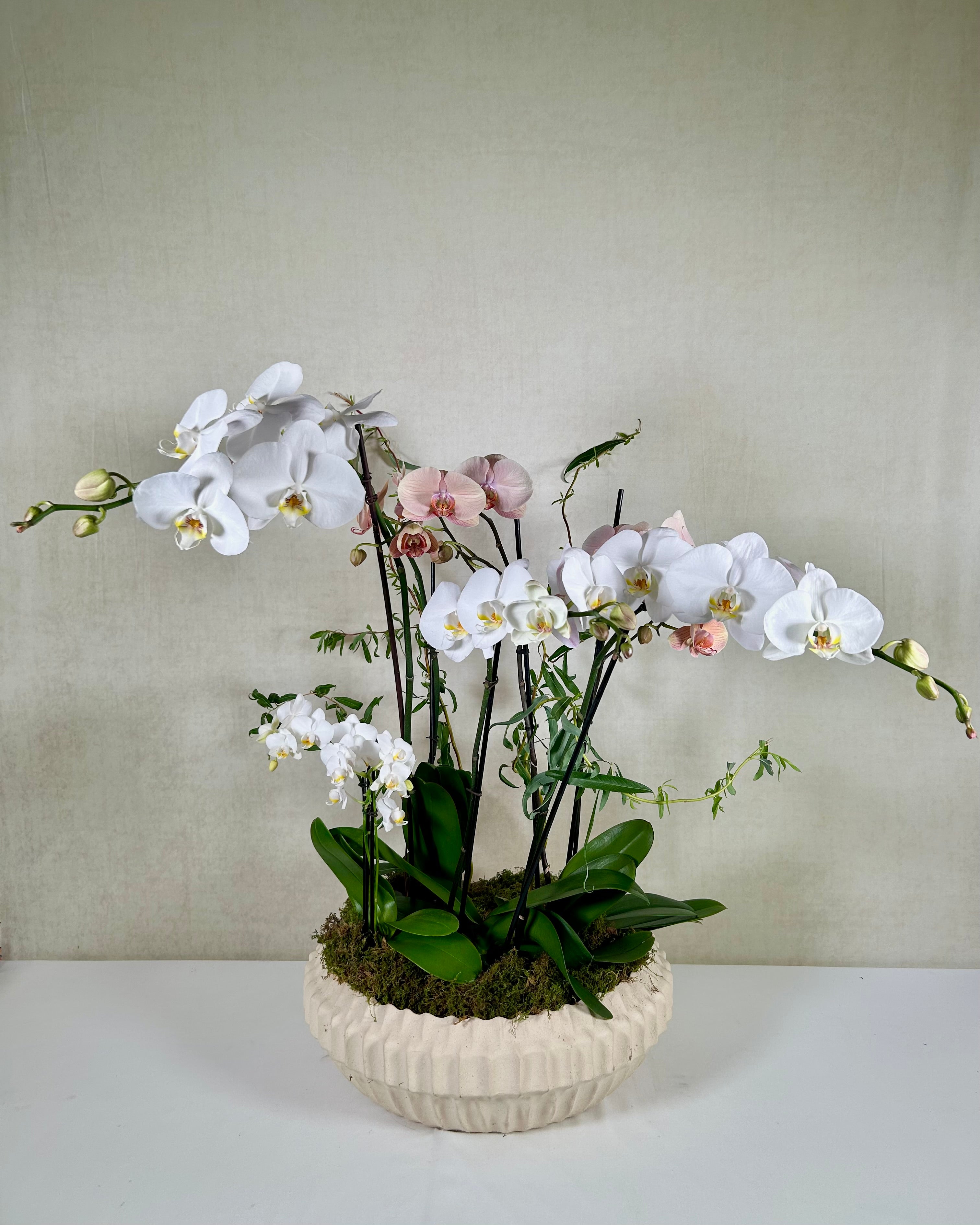 Elegant Phalaenopsis Orchids