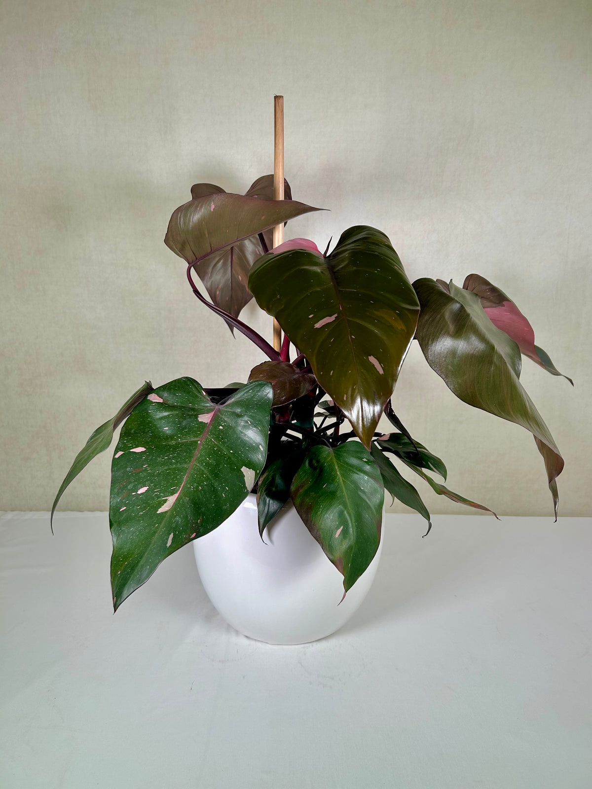 Climbing Philodendrons