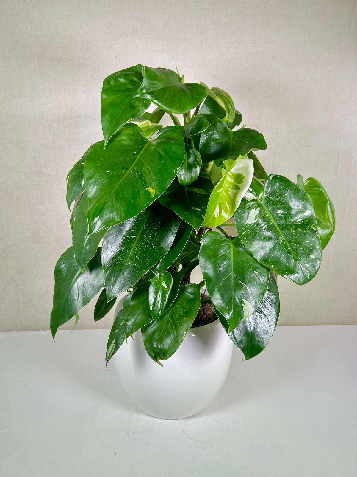 Climbing Philodendrons
